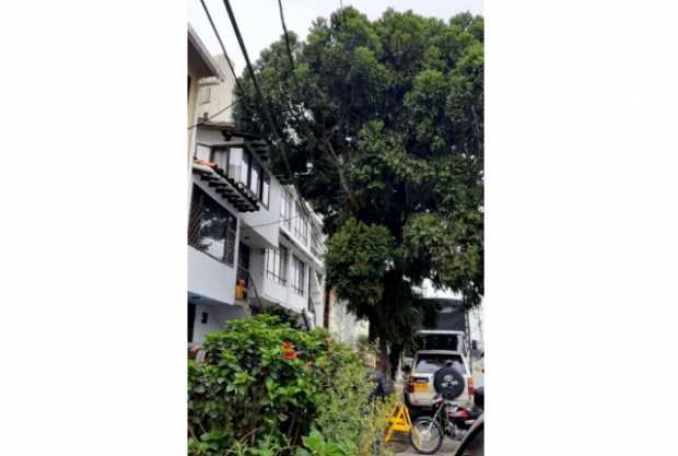 En el barrio San Rafael preocupa la condición de un árbol 