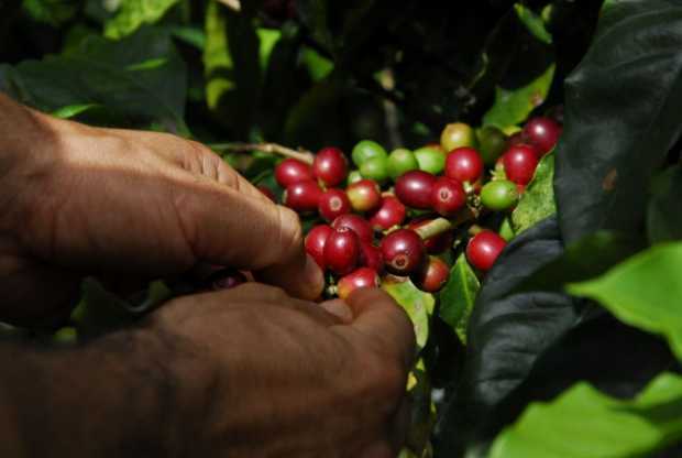La producción de café en Colombia cayó 13% en octubre