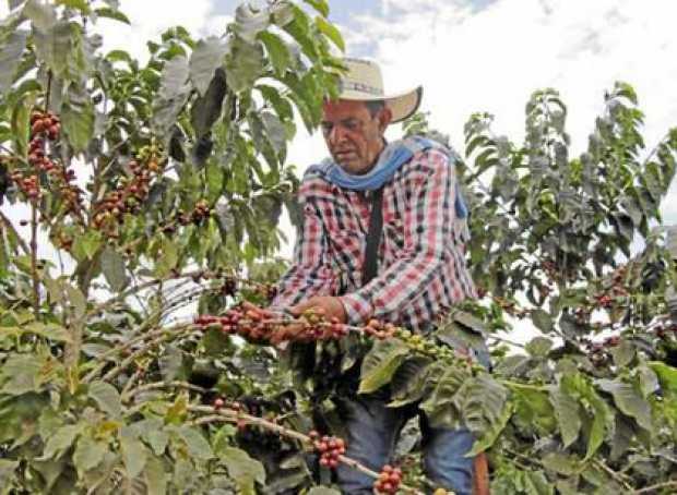 La producción de café colombiano crece un 22 % en septiembre