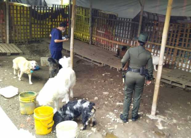 Por malas condiciones retiraron perros de centro de adiestramiento en Villamaría