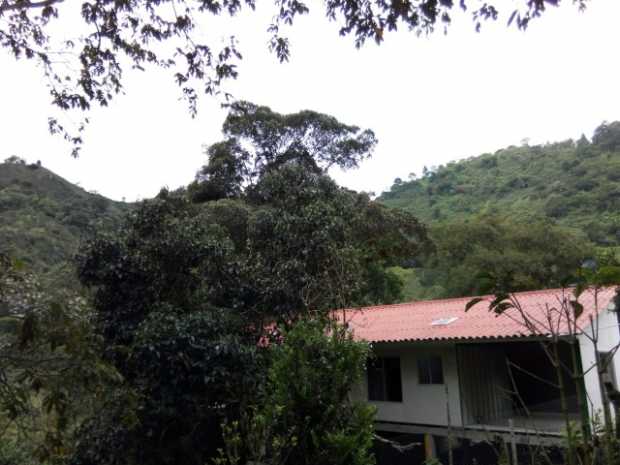 Antes de talar un árbol, conozca su importancia