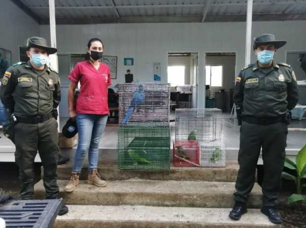 Rescatan seis loros y una guacamaya que estaban en cautiverio en Anserma y Filadelfia