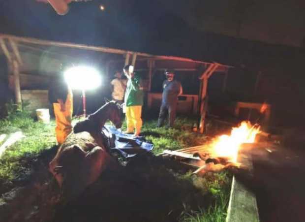 Fotos Fiscalía: El caballo que falleció en Manizales. 