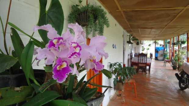 Abril, flores mil en Anserma Abril, flores mil en Anserma