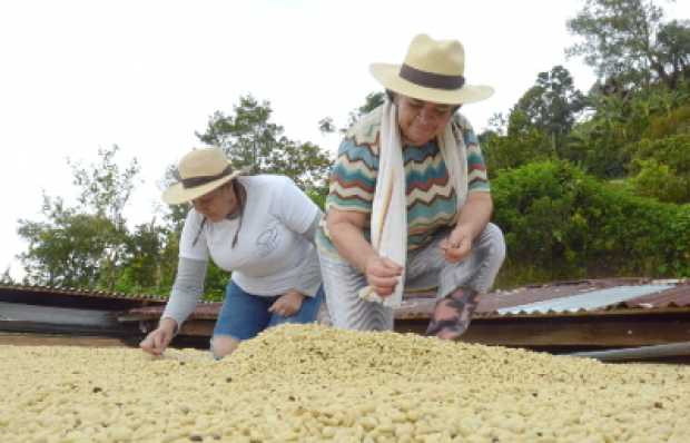 Cosecha cae 16% en el primer trimestre