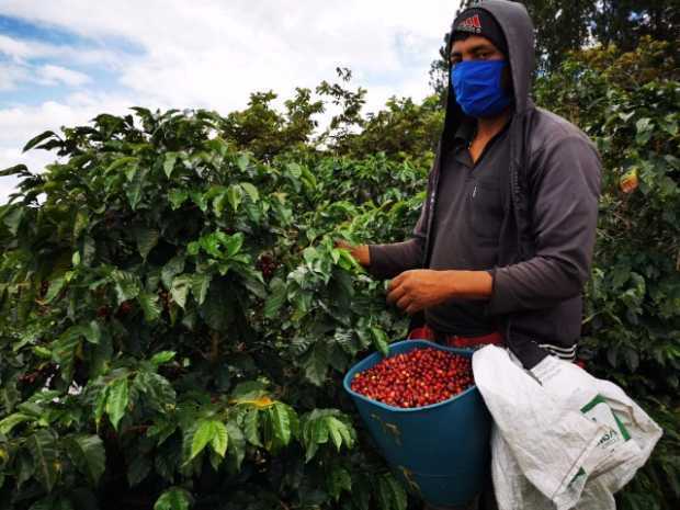 Cosecha de café se redujo en el 8%