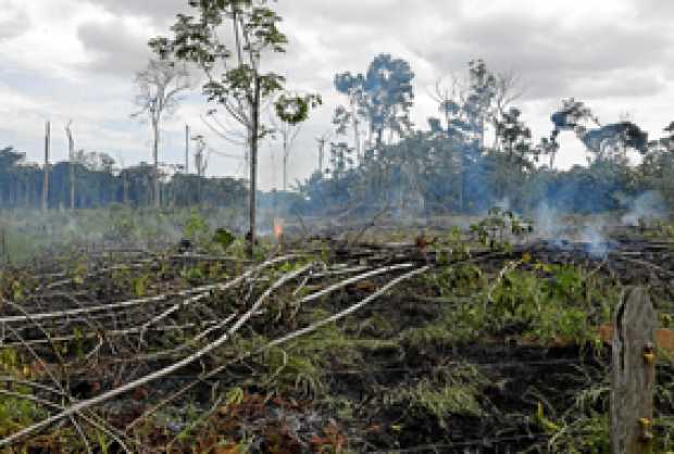 Fotos /EFE/LA PATRIA     Los campesinos señalan a los grandes terratenientes de los incendios forestales para acaparar tierras. 