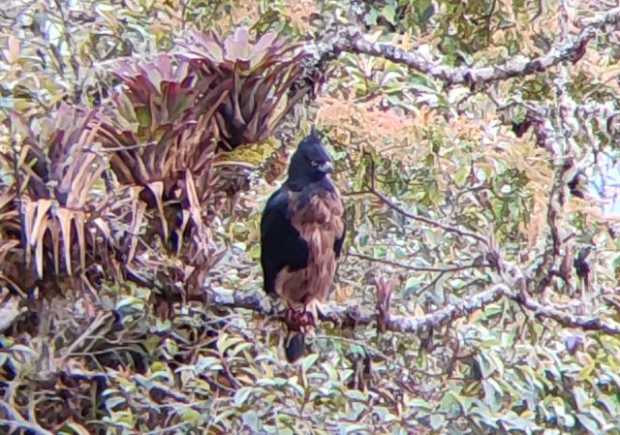 Águila real andina Spizaetus isidori