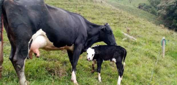 Promueven inseminación de ganado gratuita