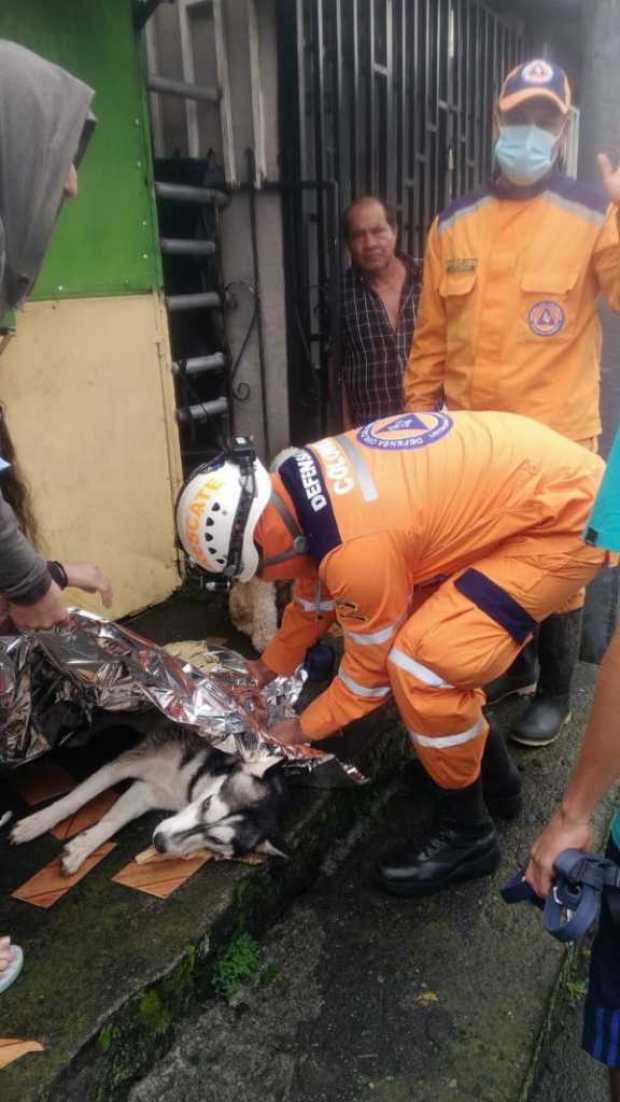 Accidente deja un perro y un motociclista comprometido Accidente deja un perro y un motociclista comprometido