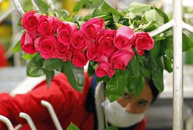 Amanda, Rosalba y Gloria son algunas de las mujeres que se han encargado de cultivar las flores y cortarlas para exportarlas. 