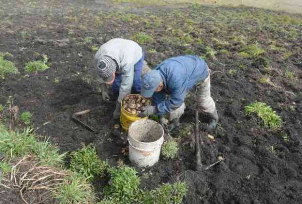 El compostaje, una opción ante el alza de agroinsumos