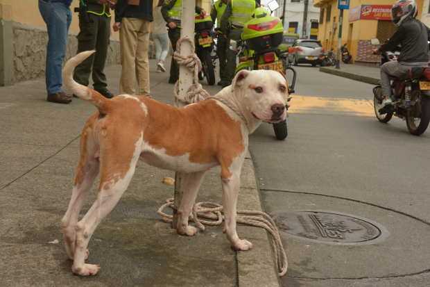 El caso de Tyson, perro pit bull que en el año 2016 mordió a nueve estudiantes dentro de un colegio público de Manizales, generó