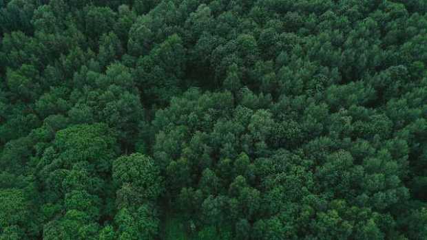 Colombia perdió 7.585 hectáreas de bosques por deforestación 