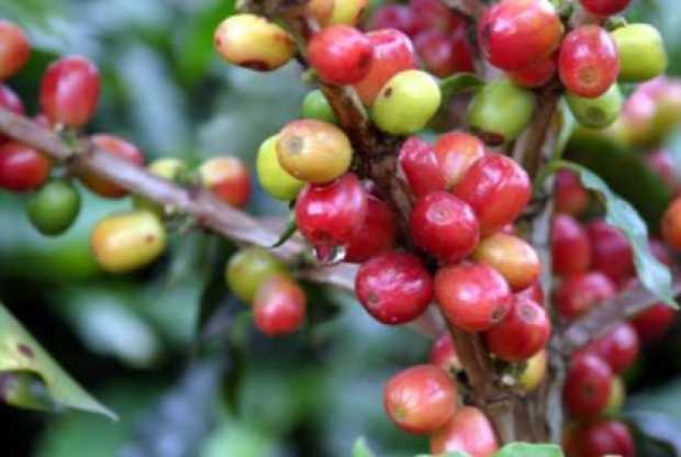 Cosecha de café, la más baja en 9 años