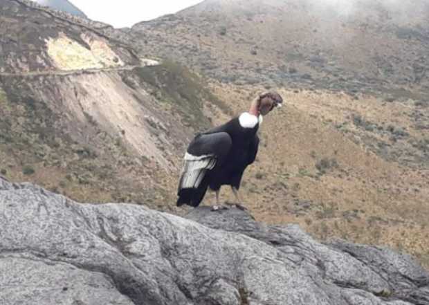 El cóndor de los Andes es una de las especies que habitan cerca al Nevado del Ruiz.