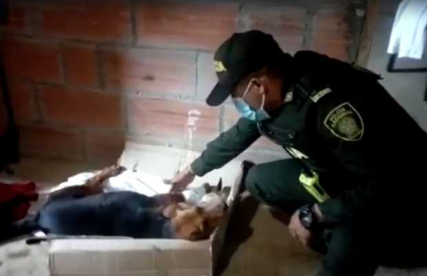 Policía hace seguimiento a caso de maltrato animal en Pácora