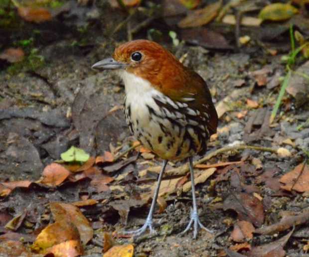 Colombia recupera primer lugar en avistamiento de aves