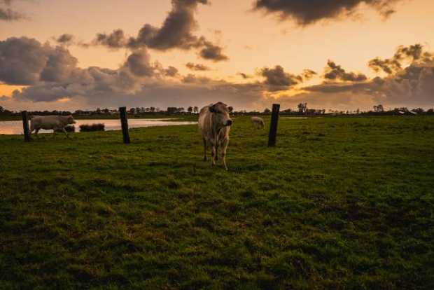 Latinoamérica logra aumentar producción de carne y bajar emisiones, según FAO