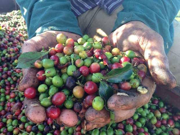 Foto / Pixabay / LA PATRIA  La producción de café bajó en en el país.