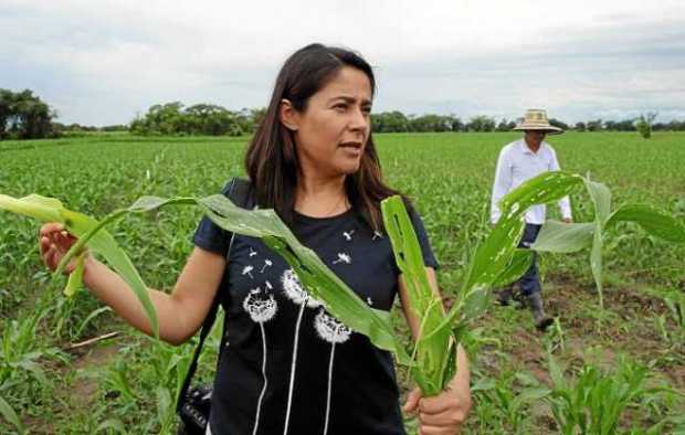 María Andrea Uscátegui, directora ejecutiva de la Asociación de Biotecnología Vegetal Agrícola, dice que agricultores y científi