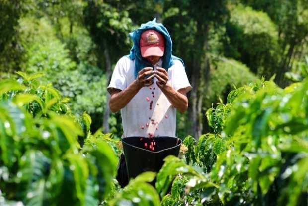 Prográmese para el simposio virtual de la cadena productiva del café 