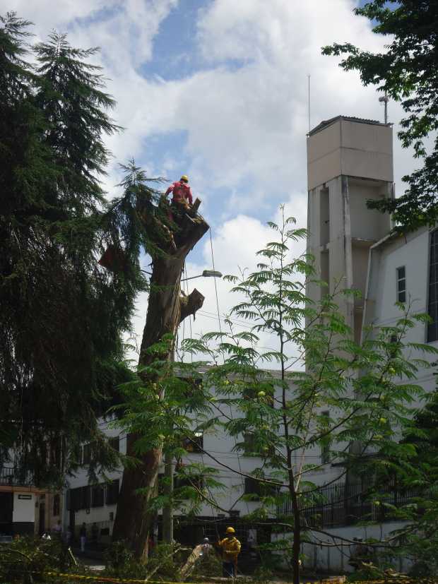 Eucalipto derribado en el parque San José de Manizales  