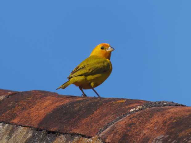 Una muestra de la diversidad de aves