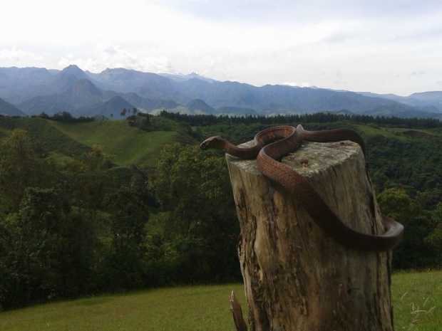 Serpientes y paisajes en la vereda Buenavista