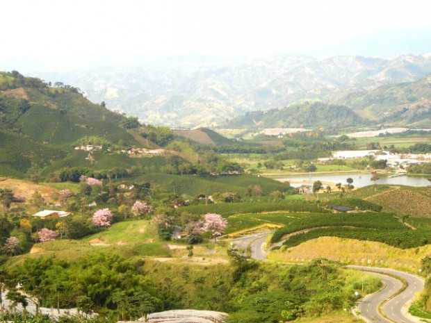 Florecen los guayacanes