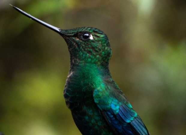 Colibrí en Termales del Ruiz