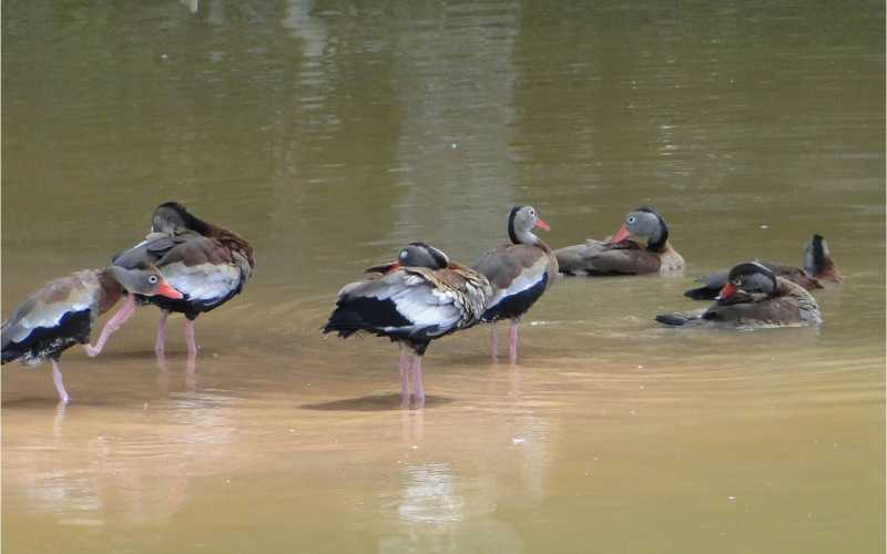 Patos silvestres de diversa clase pueden ser observados  mientras se acicalan en aguas poco profundas.