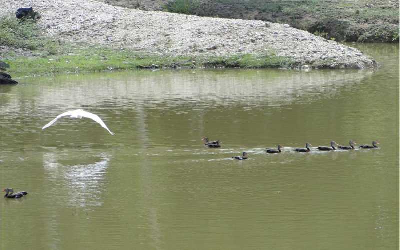 Hermosa pintura natural de los patos salvajes nadando en el lago.