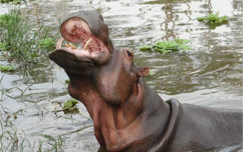 Vanessa es la hipopótamo más accesible del parque. Los turistas se le acercan protegidos por una alambrada de púas.