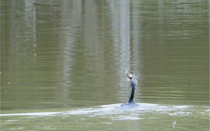 Con un poco de suerte se puede captar una imagen como esta, cuando un cisne negro atrapa un pez en medio del lago.