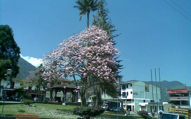 Foto | Luis Fernando Murillo | LA PATRIA | Guayacán florecido en la plaza principal. 