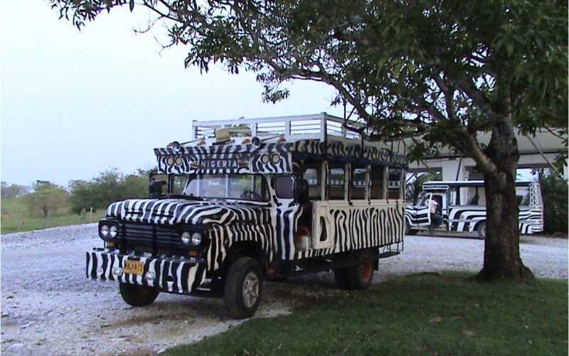 Vehículos como chivas, motocarros y busetas distinguidos con nombres como África o Tanzania pintados con el camuflaje de las cebras prestan el servicio de transporte al interior del parque.