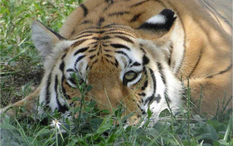 Dos tigres  habitan un espacioso campo acondicionado para ellos con árboles que les dan sombra, agua corriente y lugar para dormir.