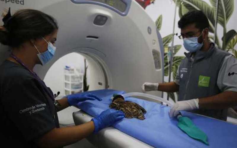 Tomografía a un búho rescatado en Medellín