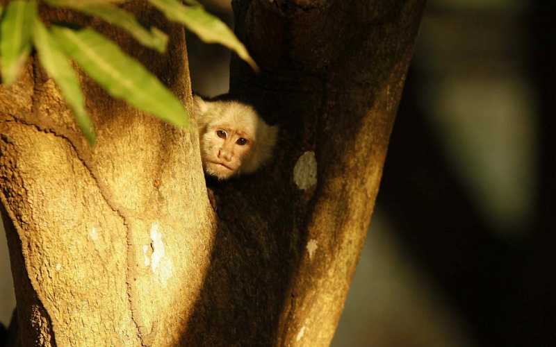 Un mico se asoma entre un árbol.