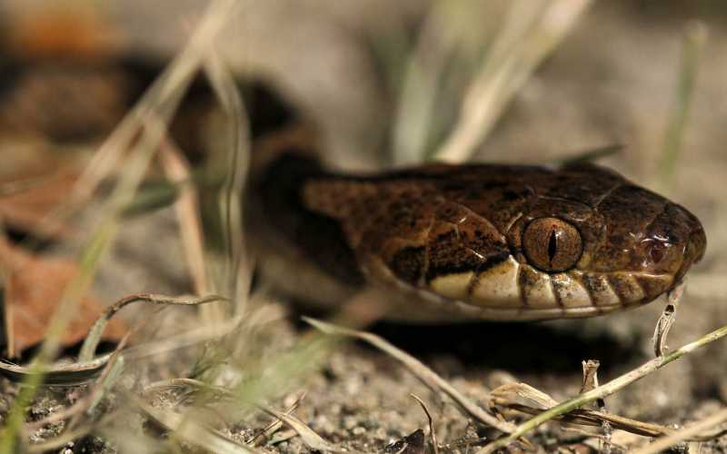 Una culebra.