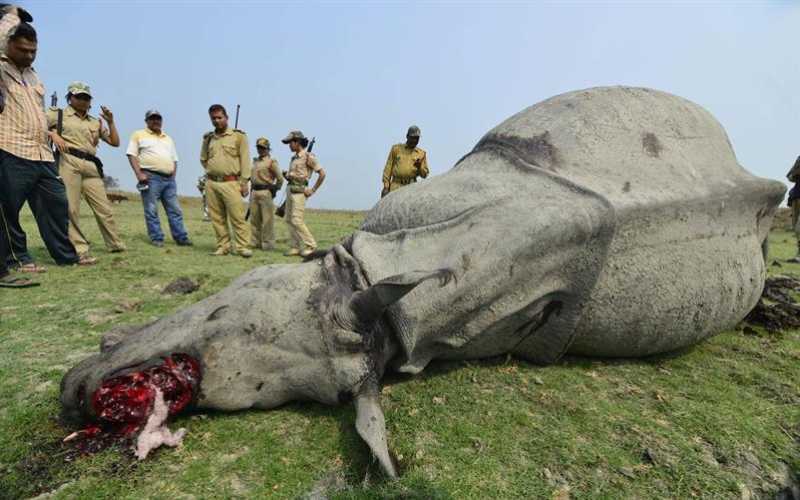 Oficiales indios observan a un rinoceronte a los que los cazadores ilegales han arrancado el cuerno y lo han asesinado 