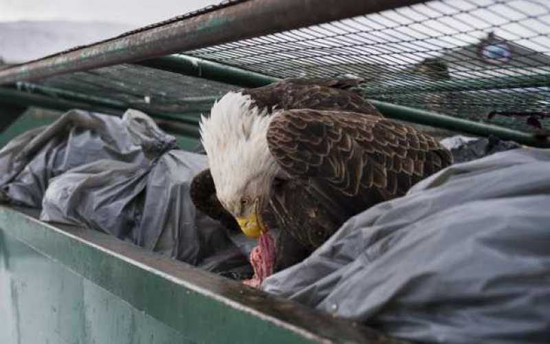 Primer lugar en la categoría Naturaleza, individual. Dumpster Diver. Corey Arnold, Estados Unidos. 