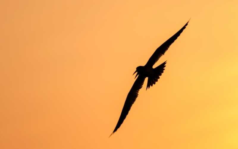 FAUNA: José Daniel Avendaño obtuvo el primer puesto con Silueta en vuelo.