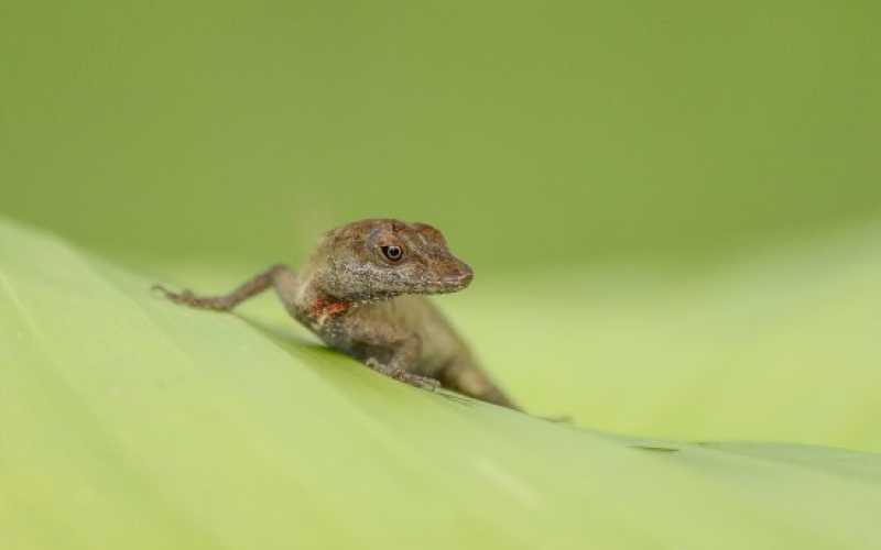 FAUNA: Fabio Arias Ortiz logró el segundo puesto con Verde Claro. 