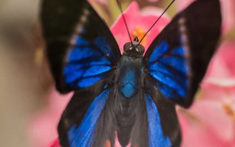 FAUNA: Ricardo Quintero Londoño ocupó el tercer puesto con Magenta.