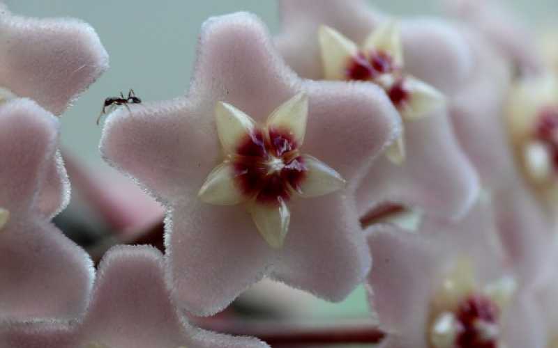 FLORA Y FUNGI: El segundo fue para Luis Aristizábal con Estrella de azúcar