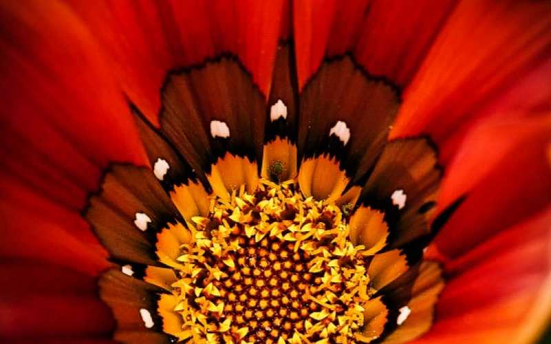 FLORA Y FUNGI: El tercer puesto fue para Juan Carlos Mazo con Impacto.