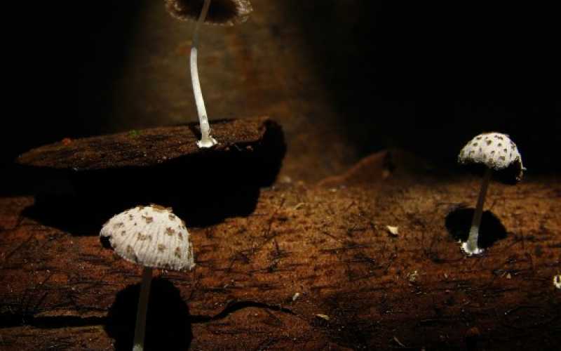 FLORA Y FUNGI: Jean Pear Londoño con su fotografía Coprinellus recibió una mención.