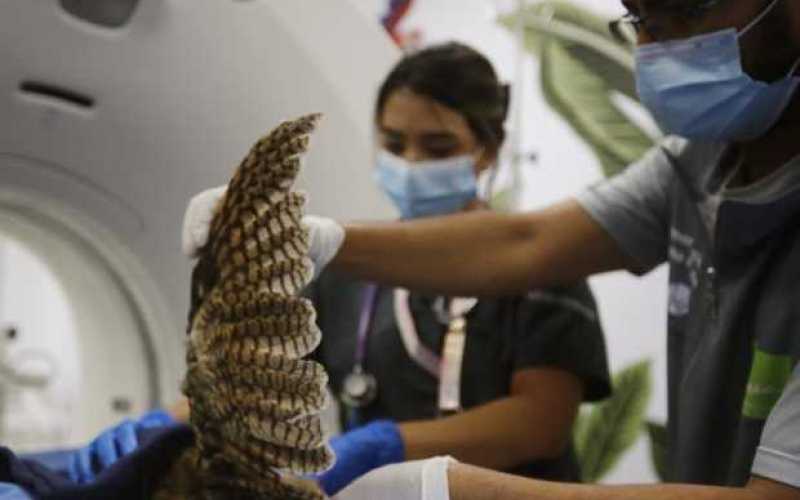 Tomografía a un búho rescatado en Medellín